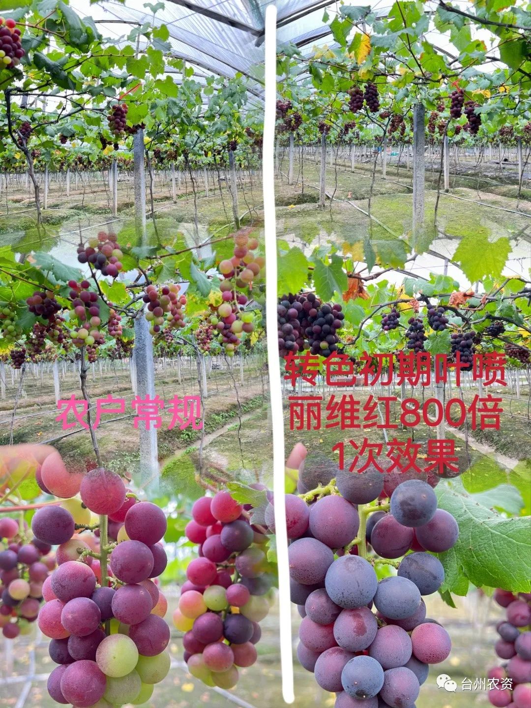 臺州農(nóng)資 臺州農(nóng)資